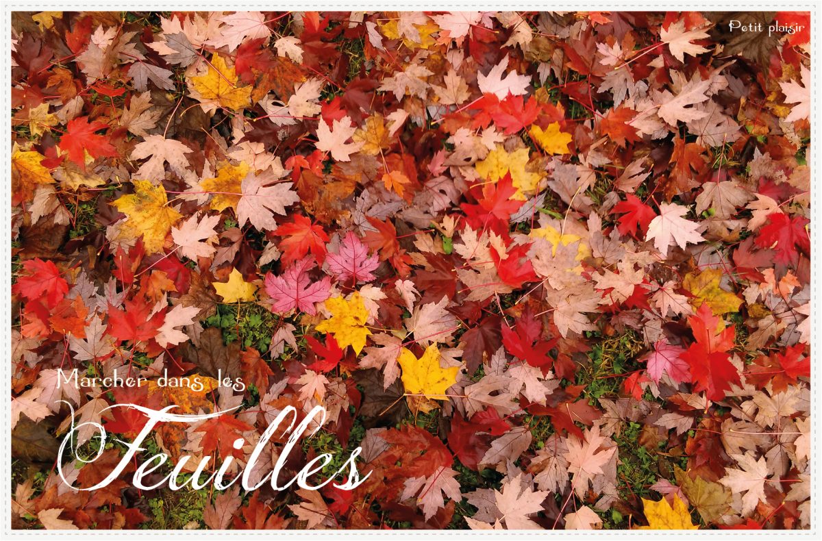 Confettis d’automne