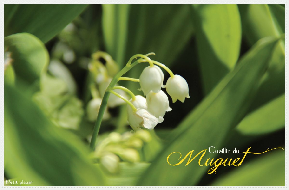 Cueillir du muguet