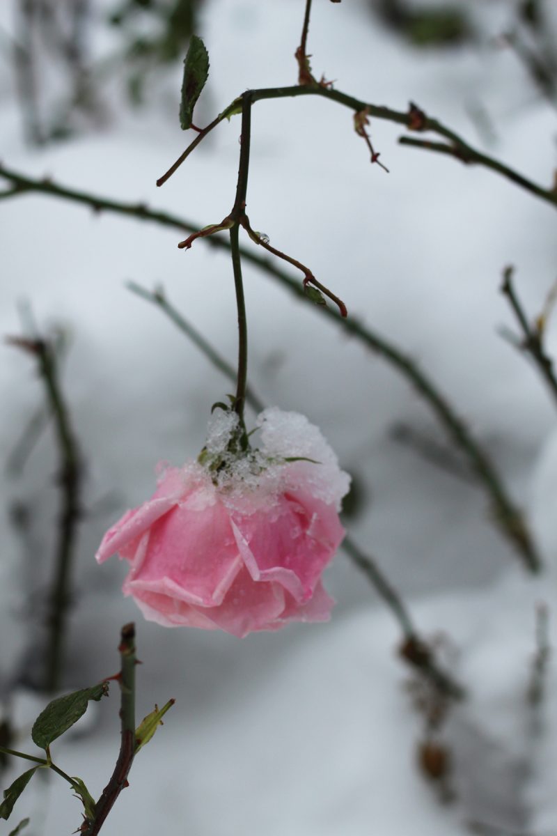 Première neige