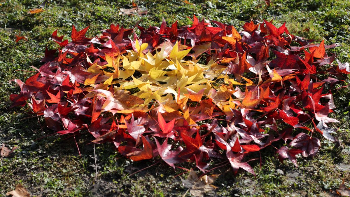 Les couleurs de l’automne