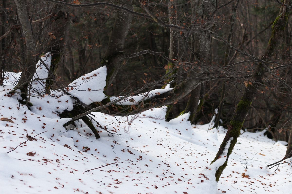 Neige pailletée