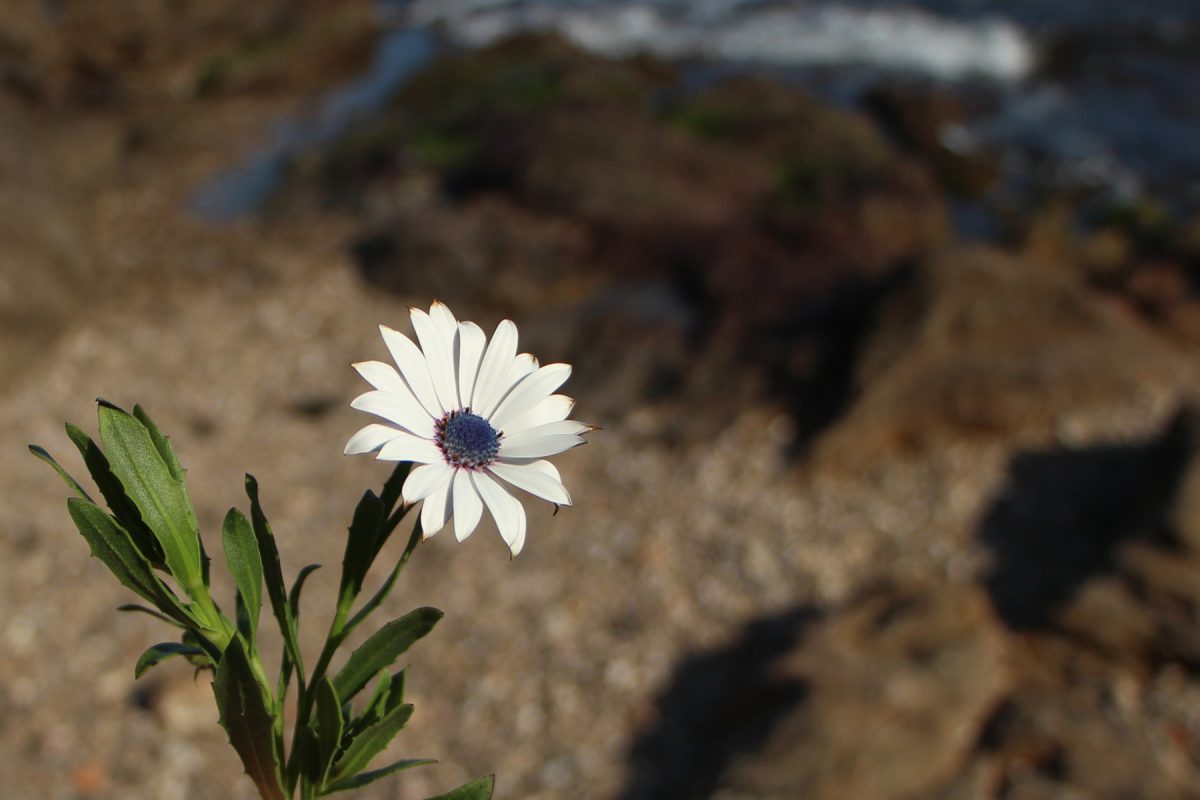 Week-end au bleu