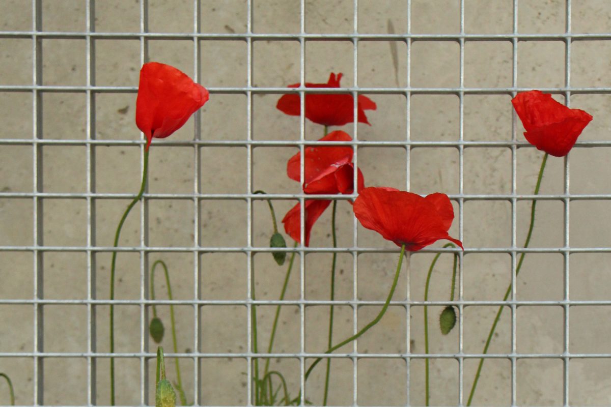 Évasion de coquelicots