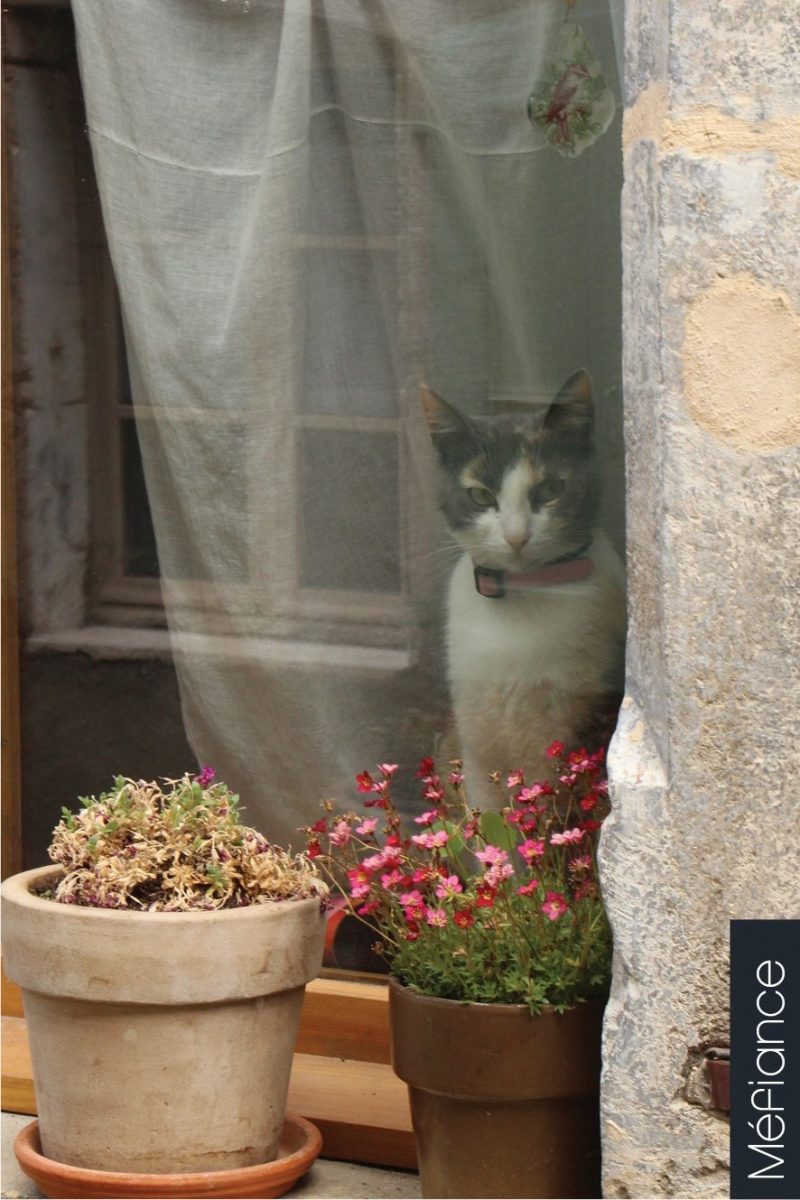 Chat échaudé…