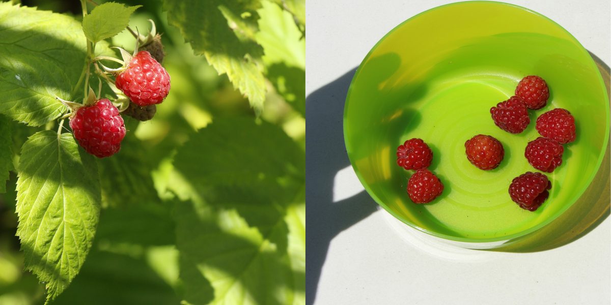 Framboises du jardin