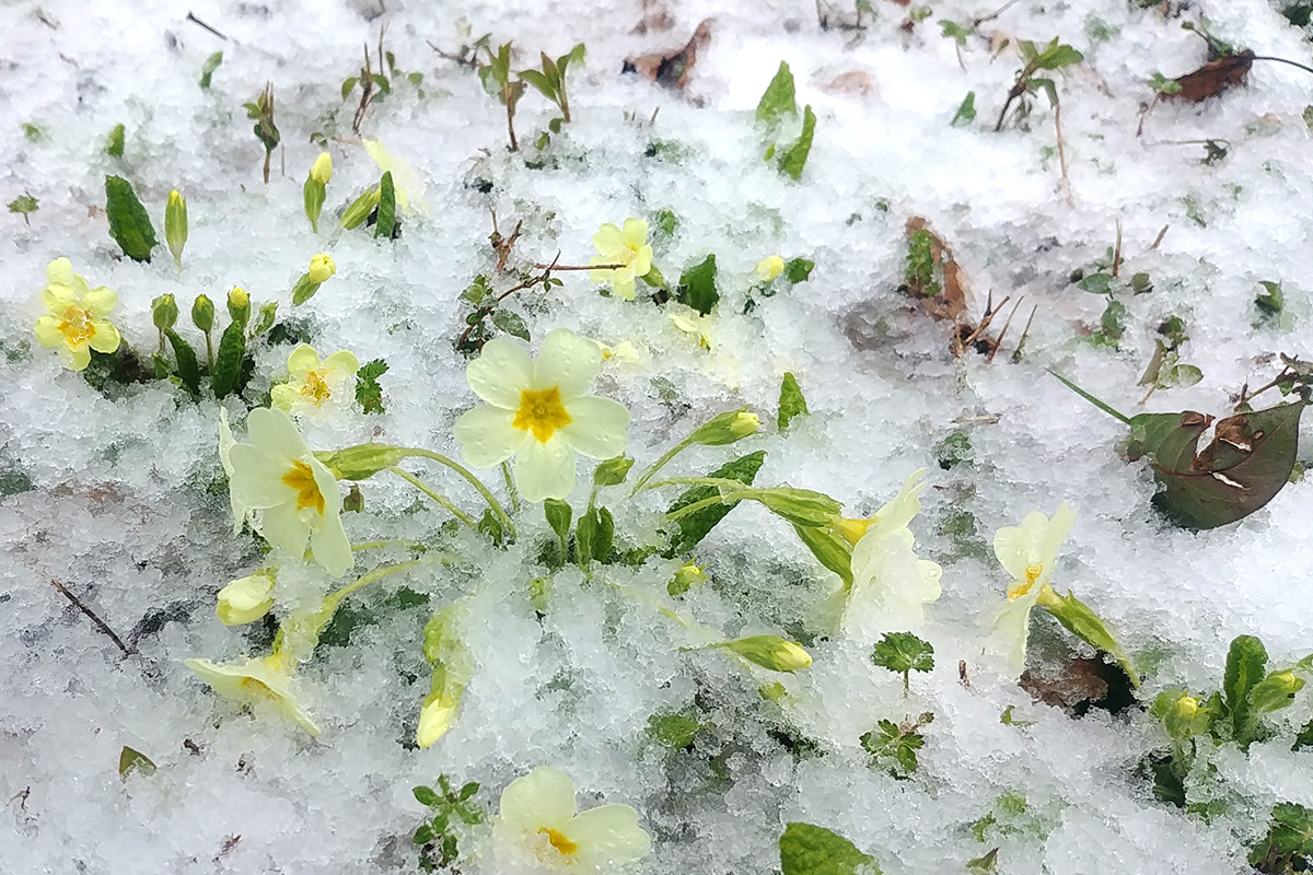 Printemps glacé